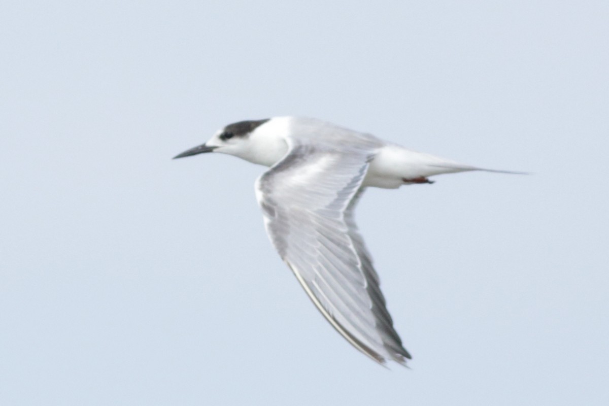 Common Tern - ML620157600