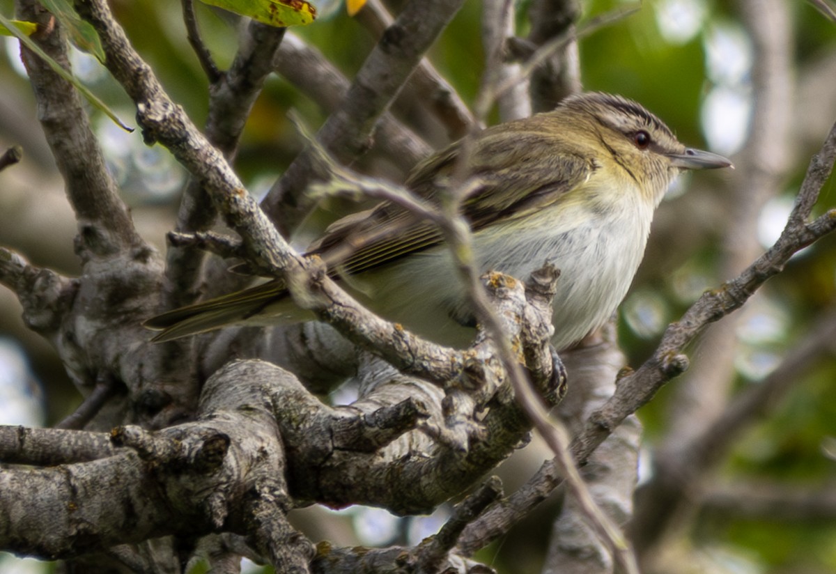 Red-eyed Vireo - ML620157602