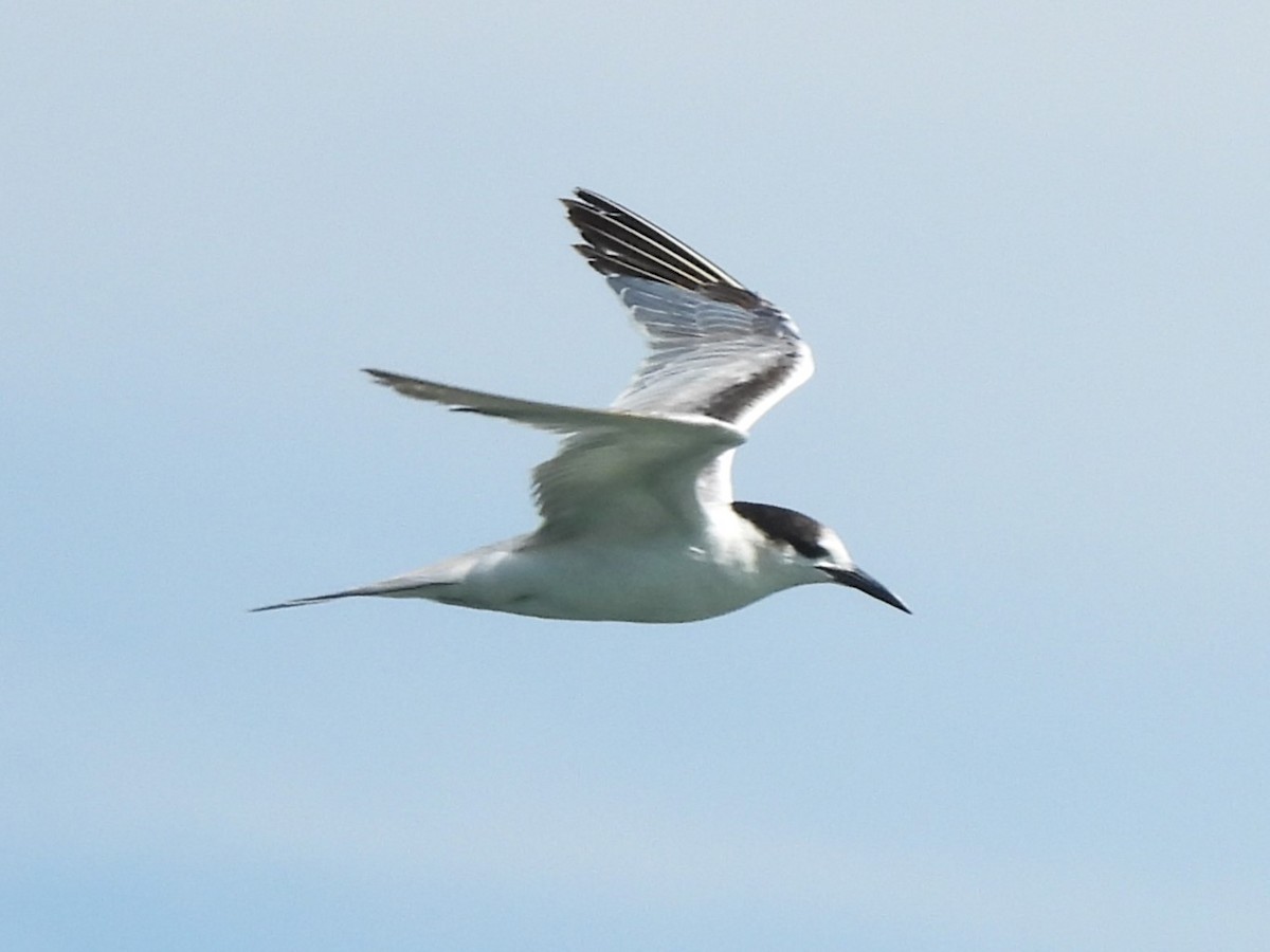 Common Tern - ML620157608