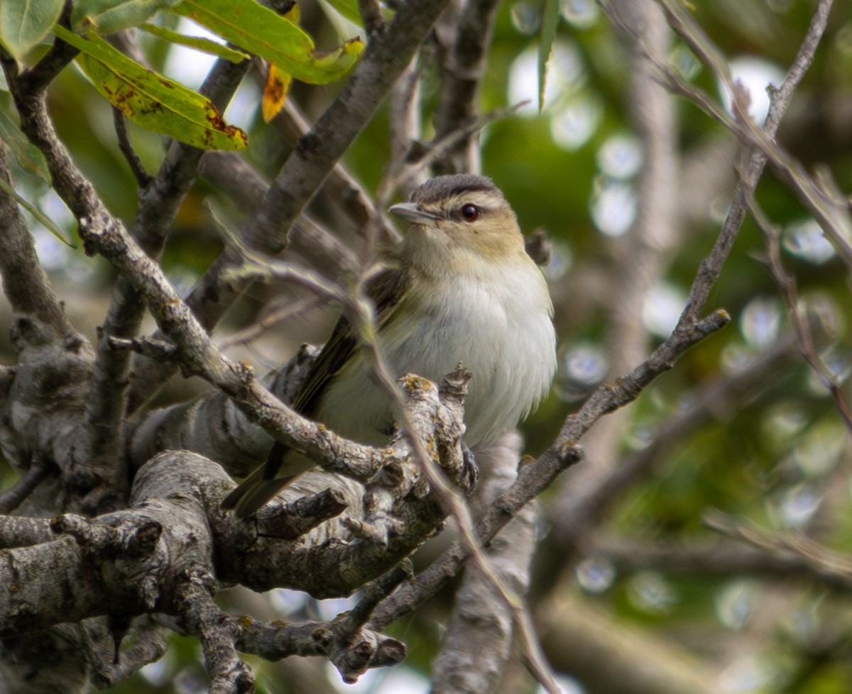 Red-eyed Vireo - ML620157611