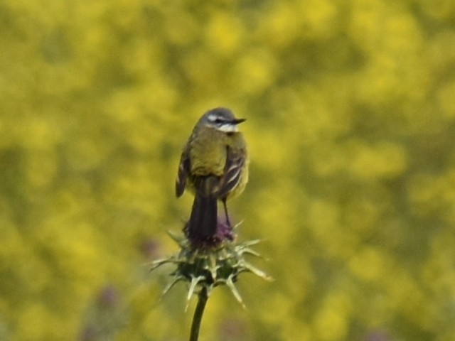 Western Yellow Wagtail - ML620157614