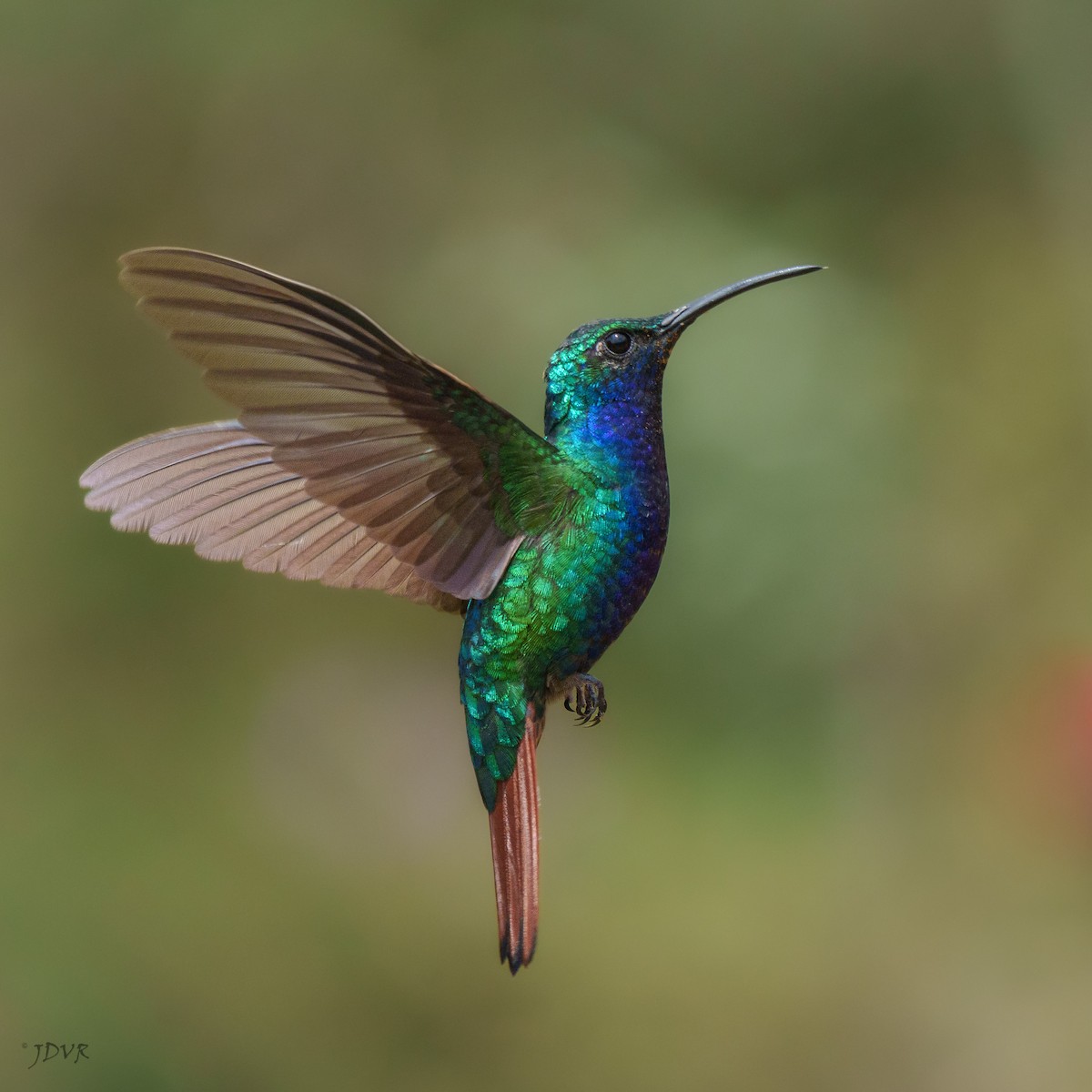 kolibřík azurovoprsý - ML620157616