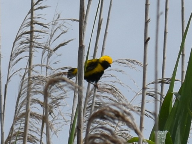 Yellow-crowned Bishop - ML620157617