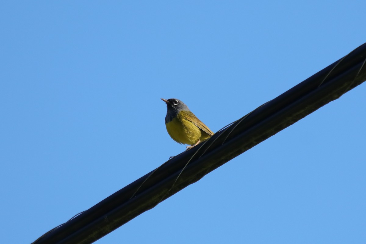 MacGillivray's Warbler - ML620157621