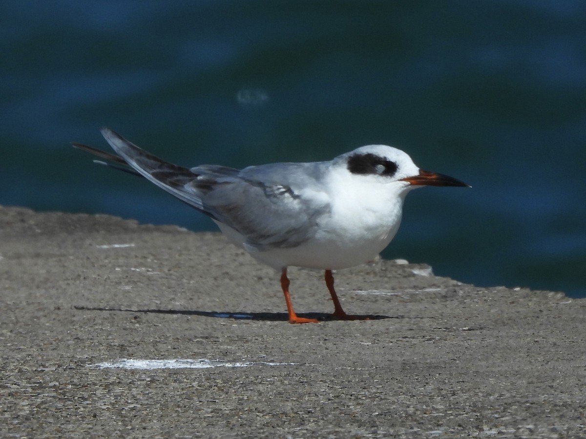 Forster's Tern - Mark Jennings