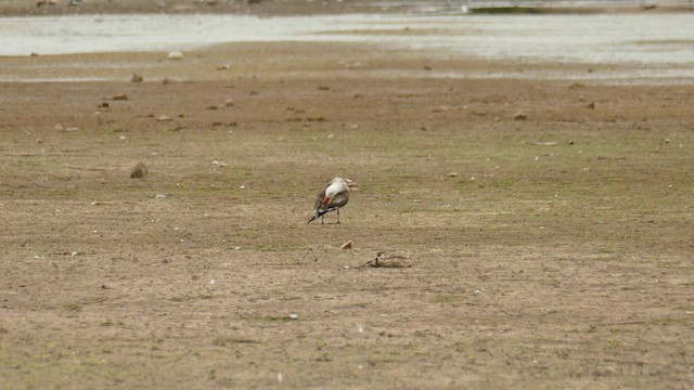 Gaviota Mexicana - ML620157653