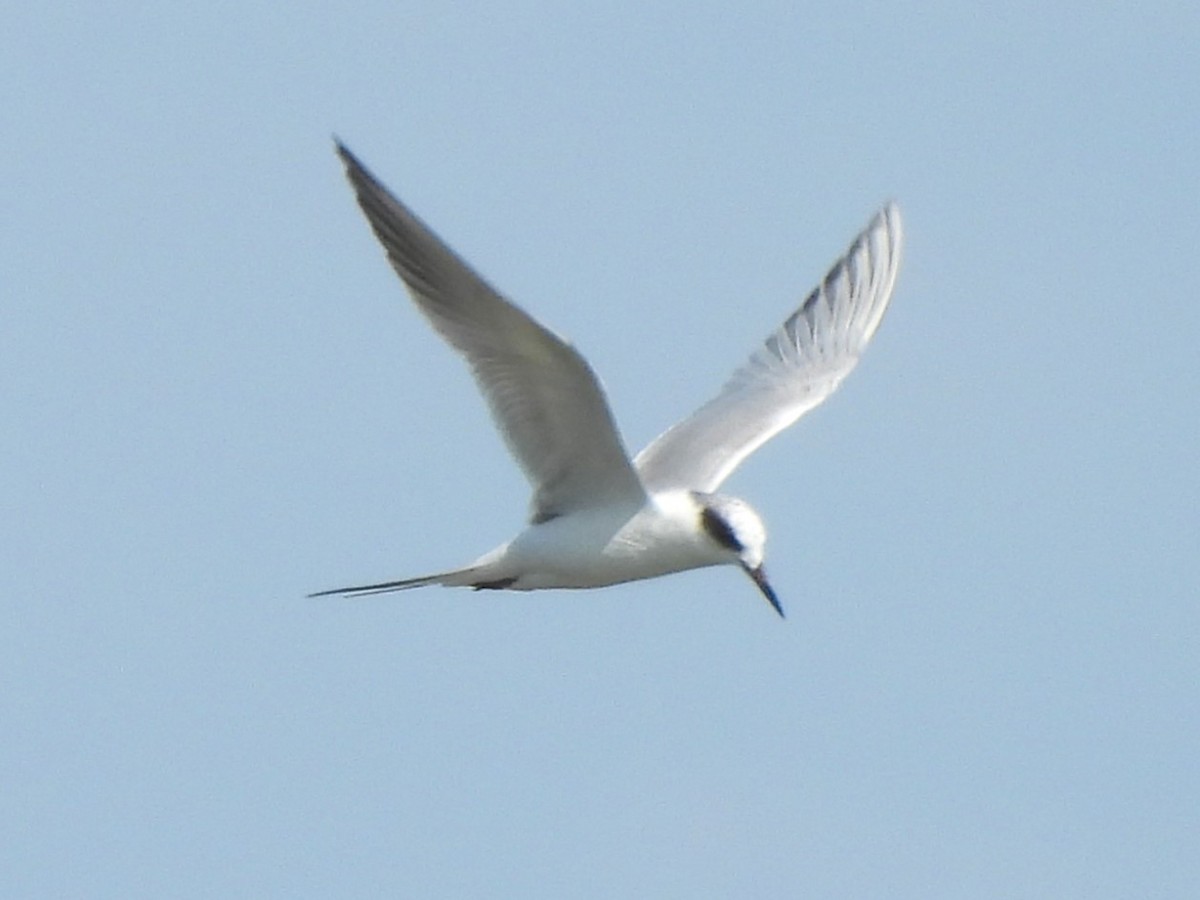 Forster's Tern - ML620157654