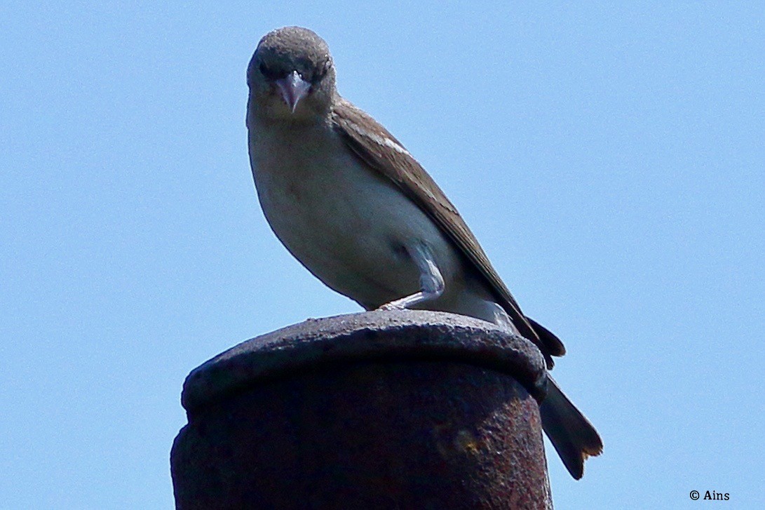 Moineau à gorge jaune - ML620157676