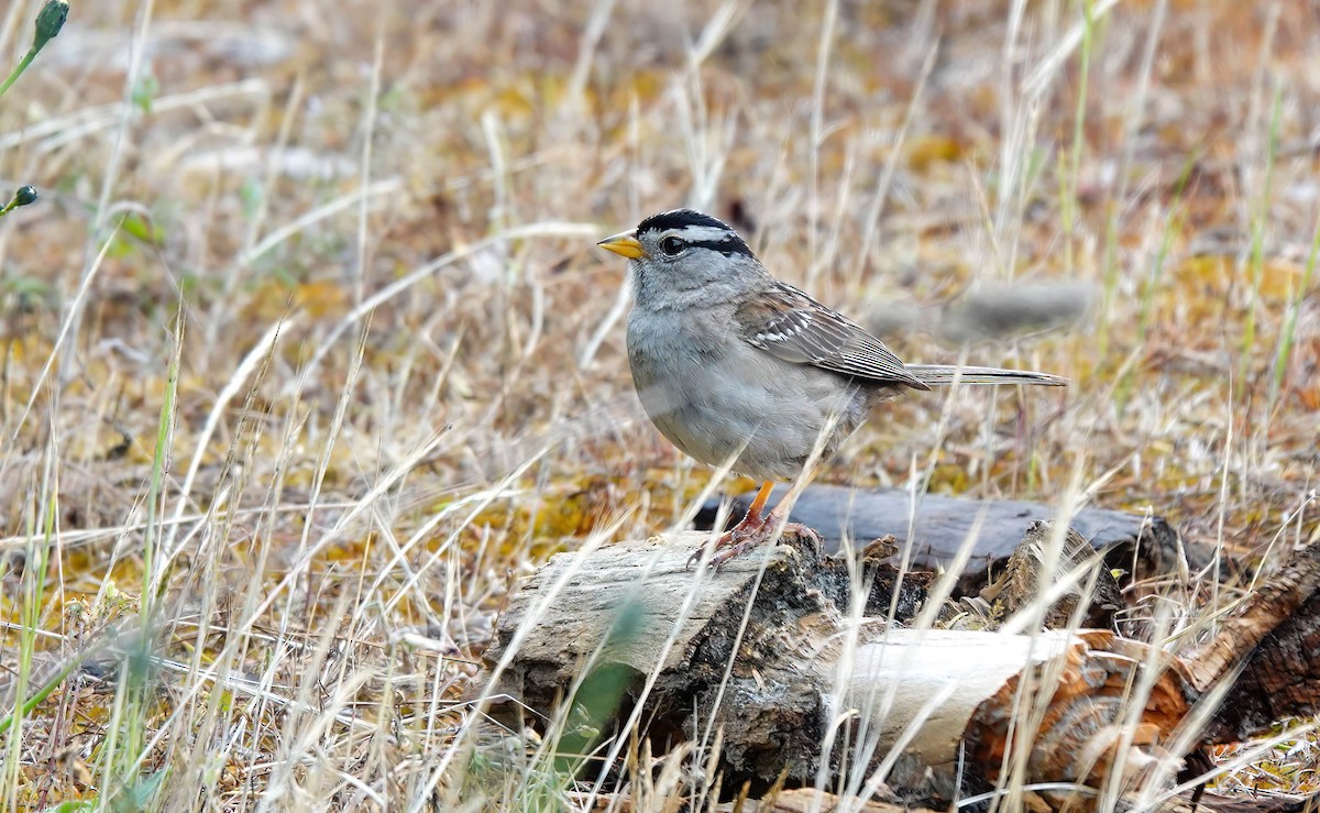 White-crowned Sparrow - ML620157687