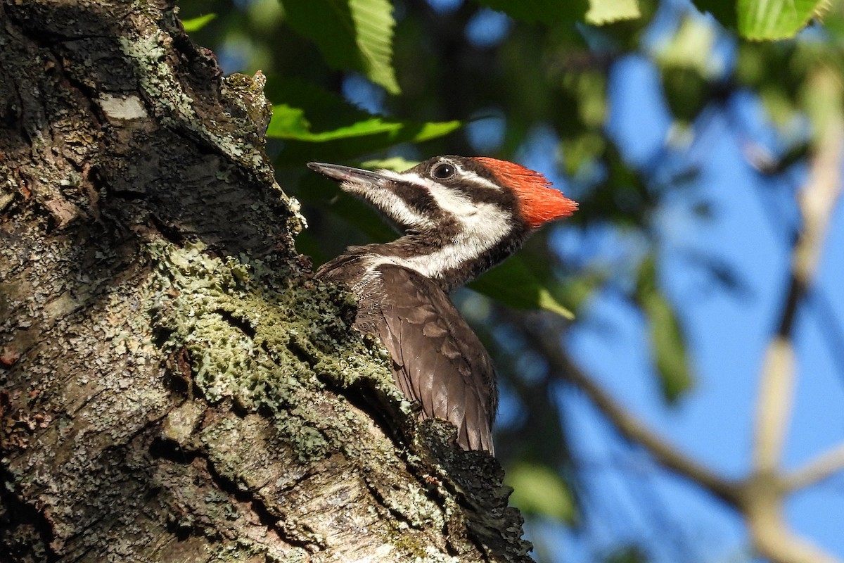 Pileated Woodpecker - ML620157692