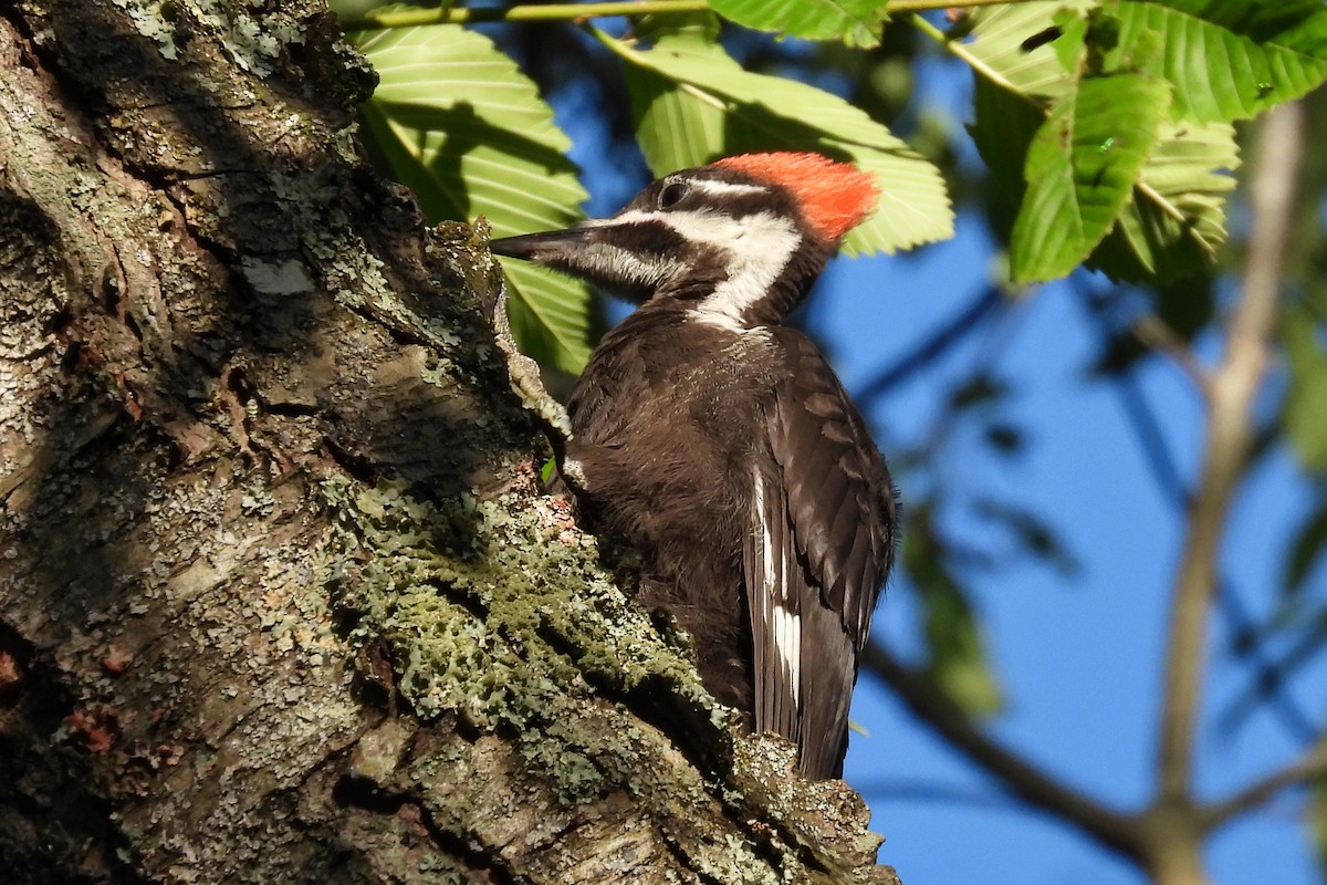 Pileated Woodpecker - ML620157693