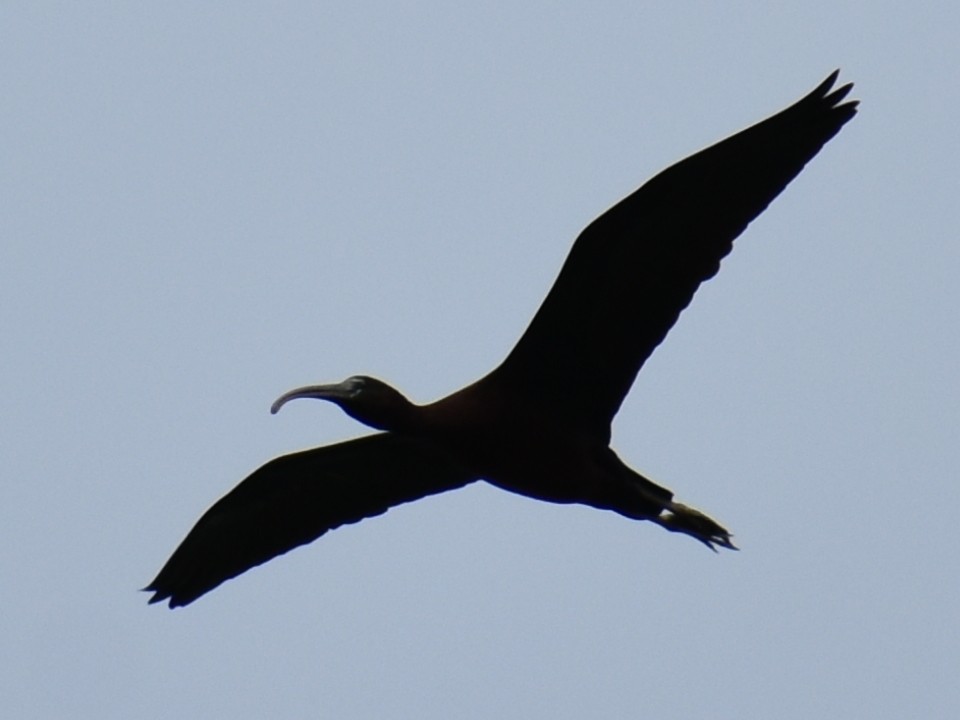 Glossy Ibis - ML620157696