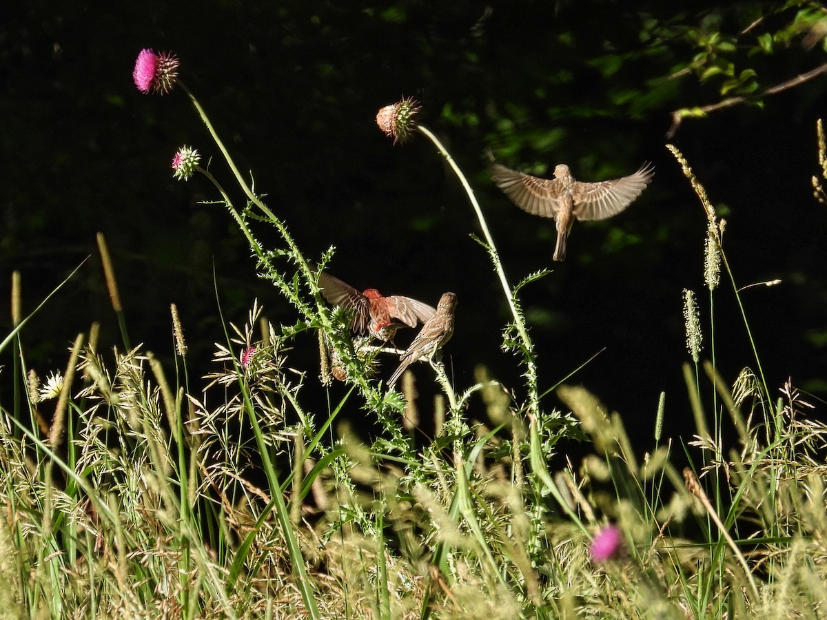 House Finch - ML620157697