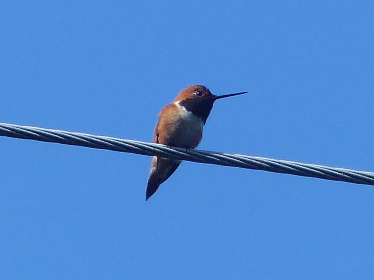 Rufous Hummingbird - ML620157701