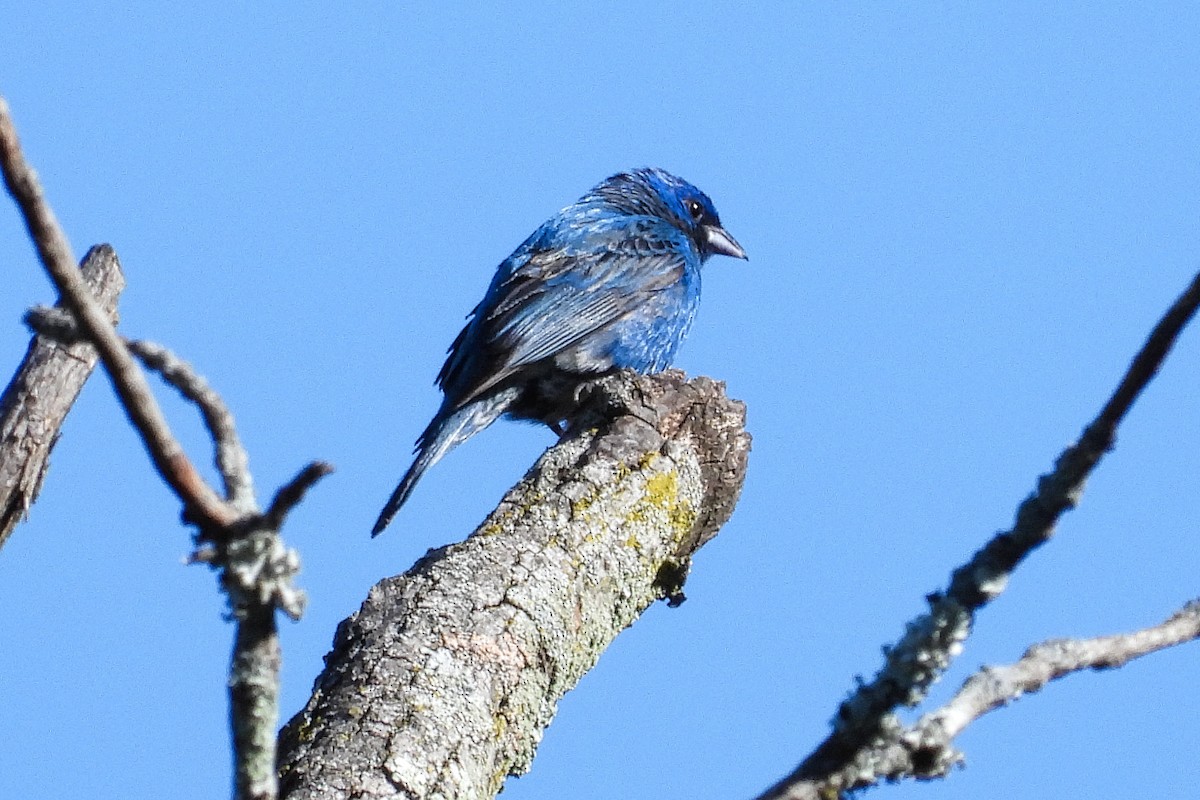 Indigo Bunting - ML620157708