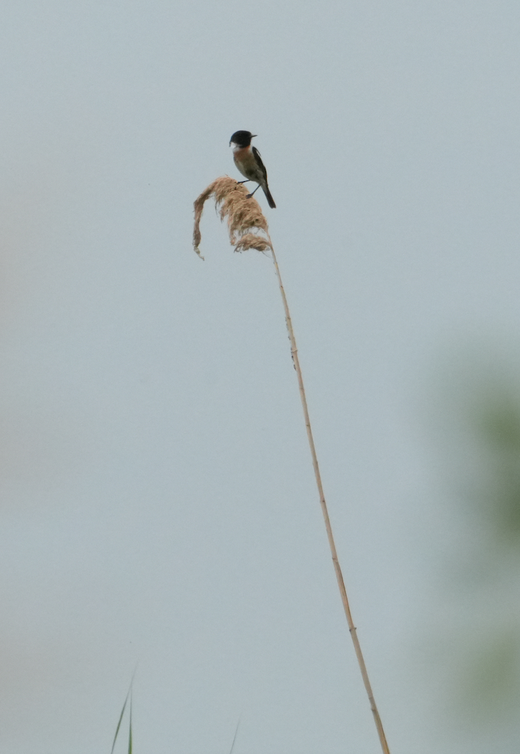 European Stonechat - ML620157714