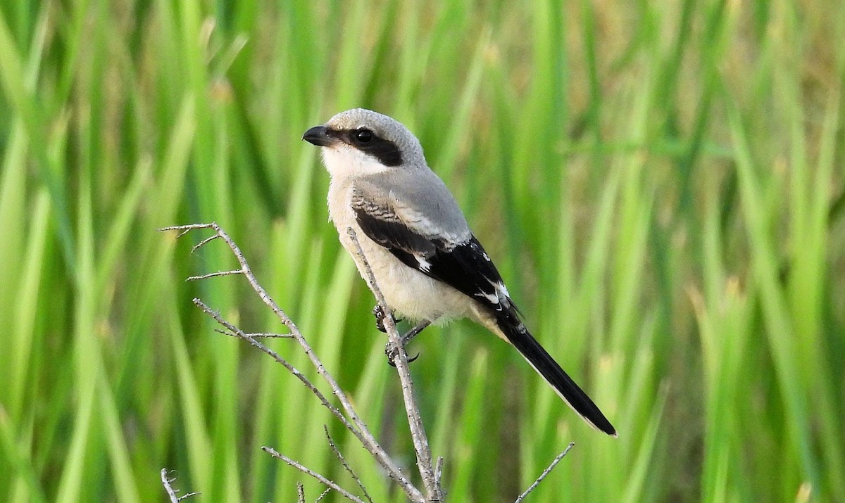 Loggerhead Shrike - ML620157715