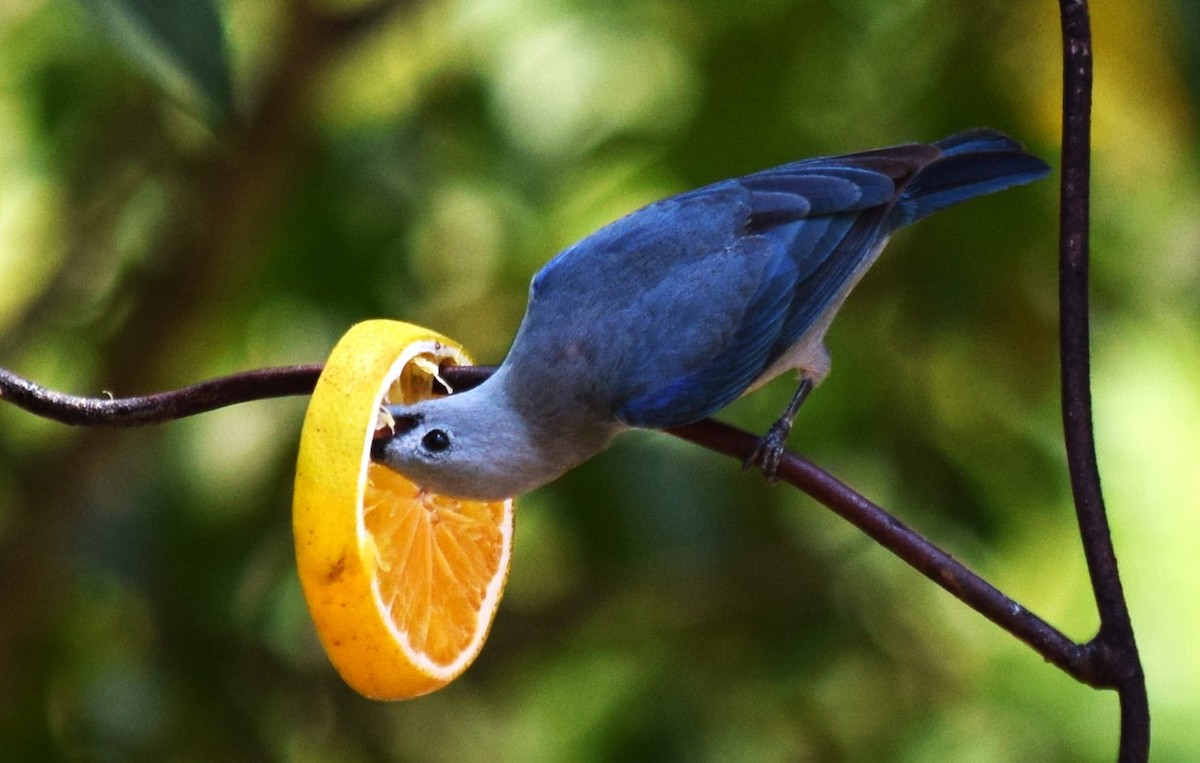 Blue-gray Tanager - ML620157718