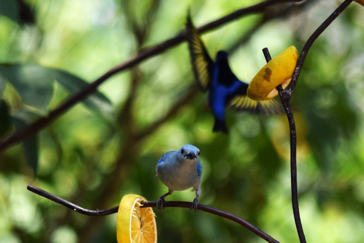 Blue-gray Tanager - ML620157719