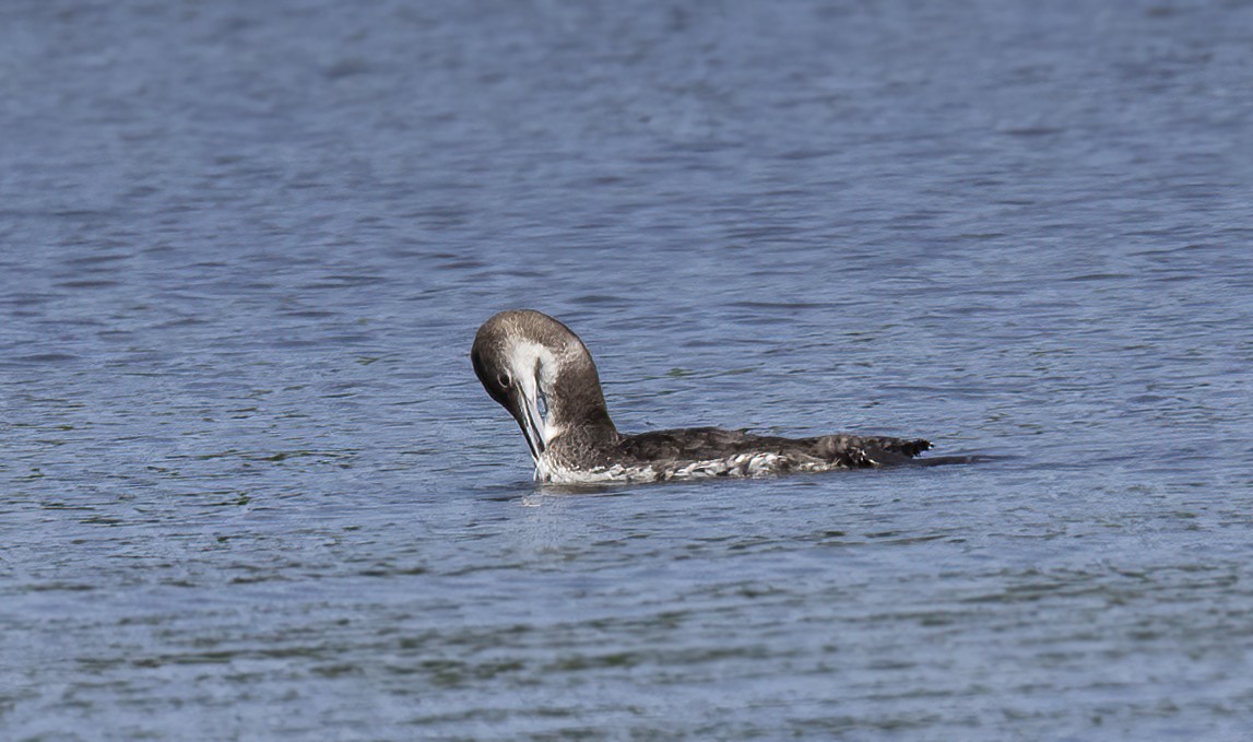 Common Loon - ML620157721