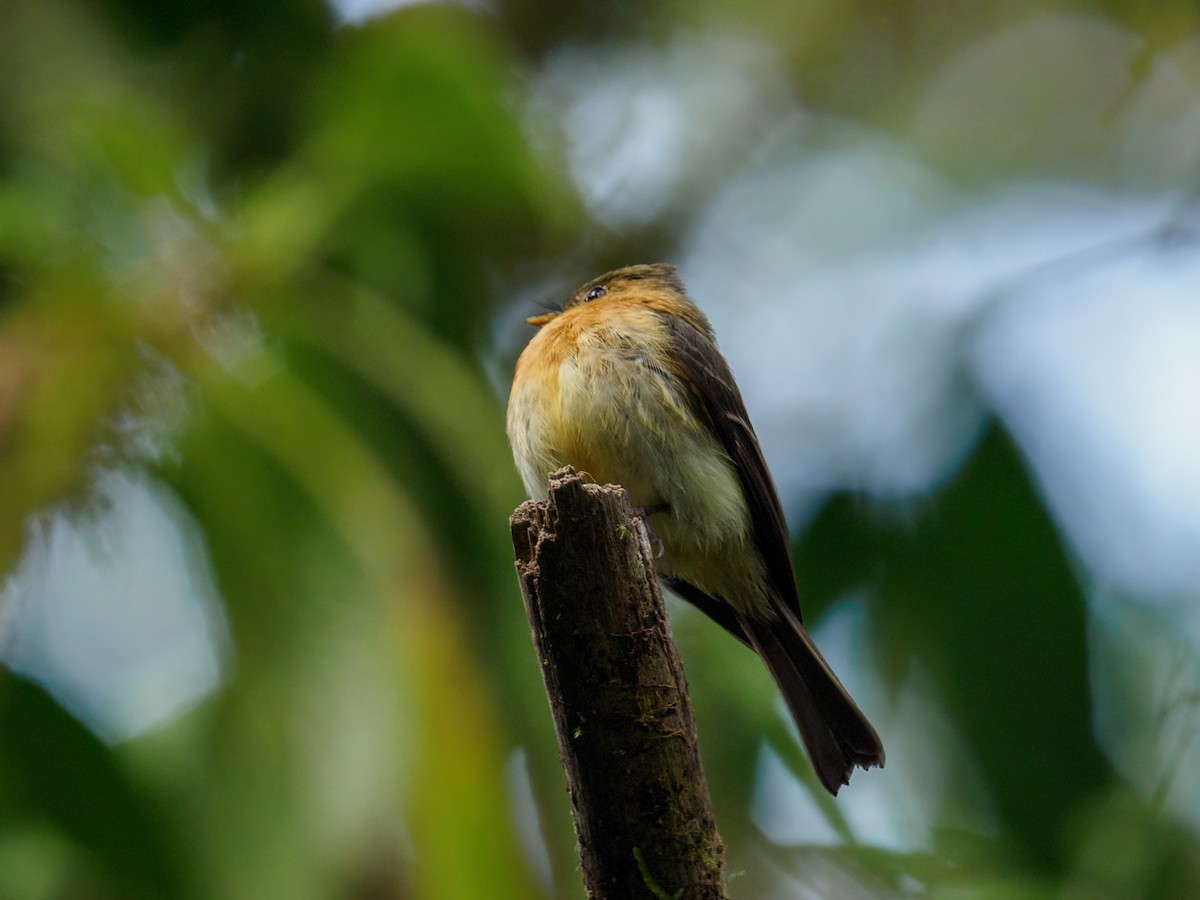 Tufted Flycatcher - ML620157726