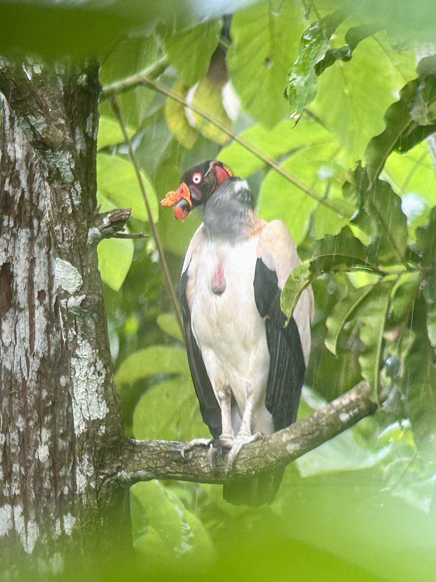 King Vulture - ML620157730