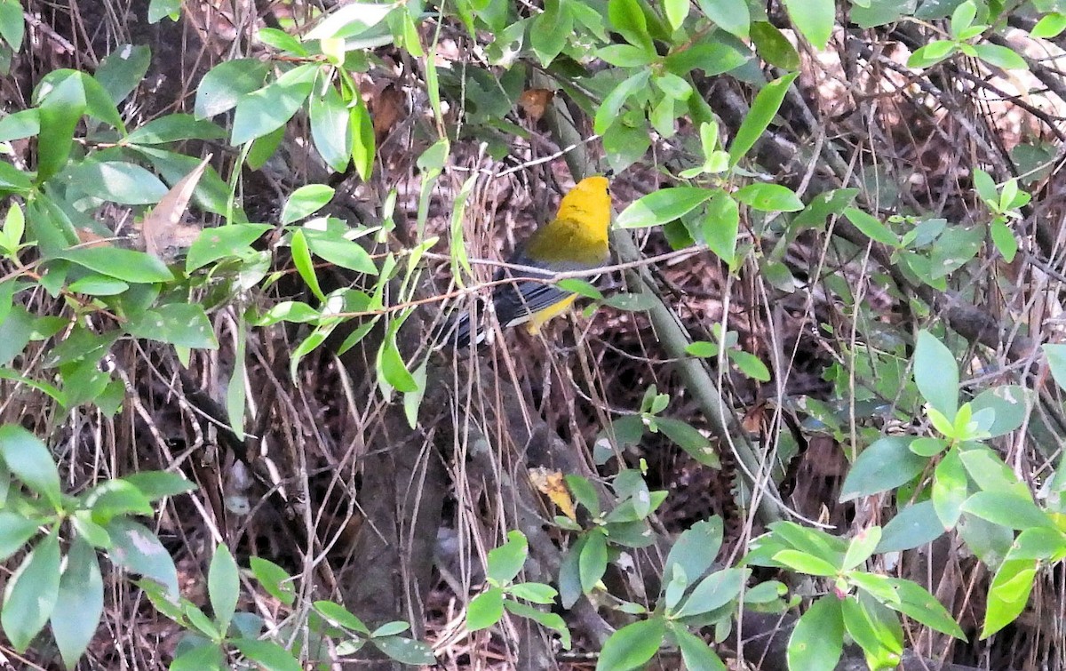 Prothonotary Warbler - ML620157777