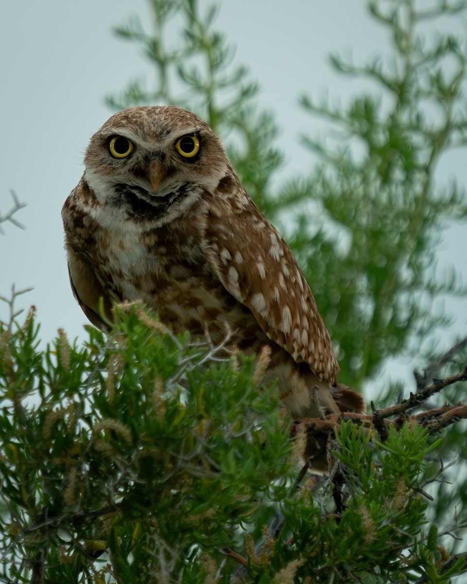 Burrowing Owl - ML620157790