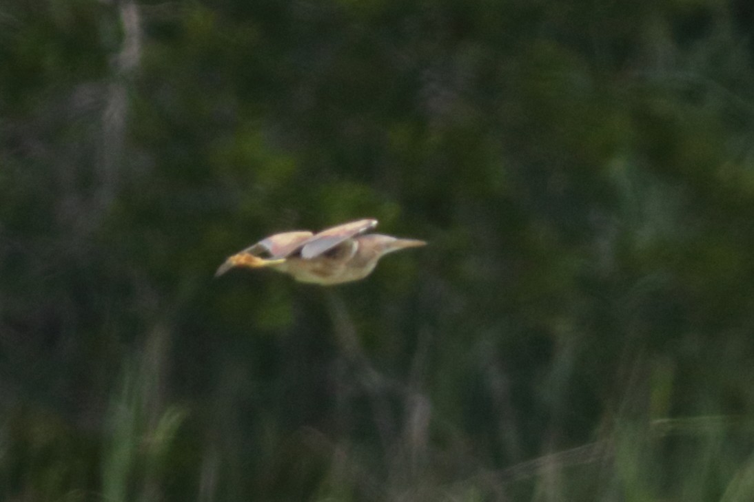 Least Bittern - ML620157794