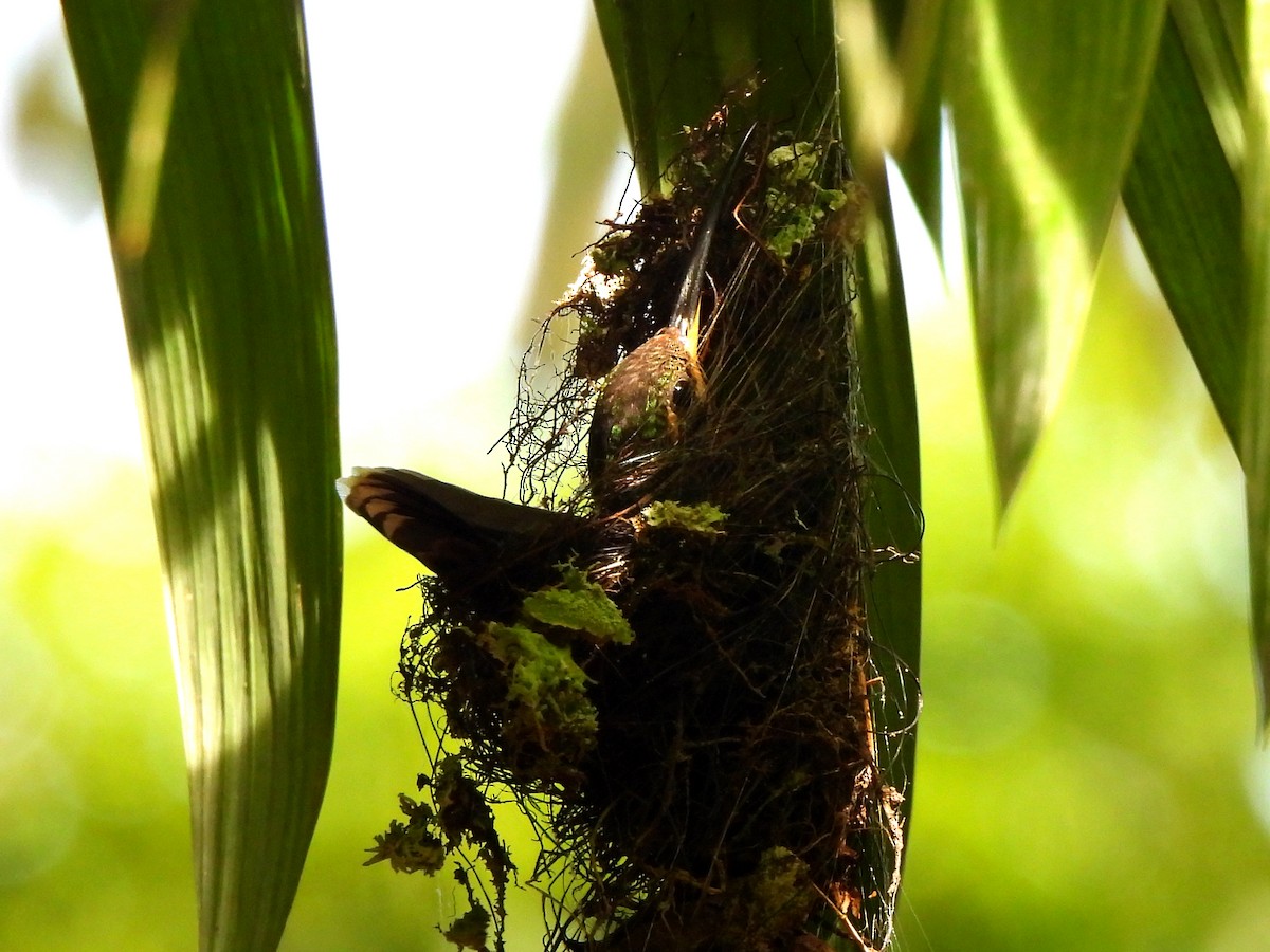 Полосатохвостый колибри-отшельник - ML620157797