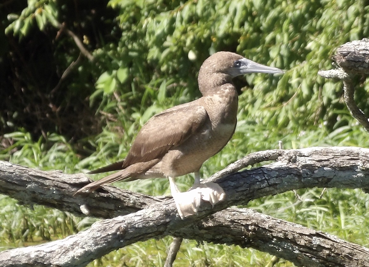 Brown Booby - ML620157815