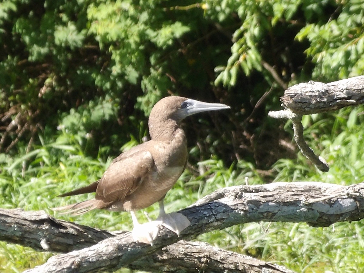 Brown Booby - ML620157816