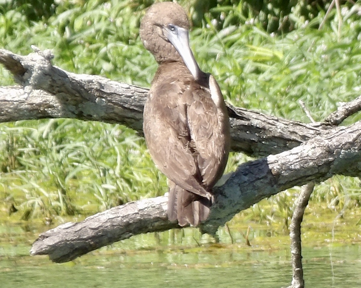 Brown Booby - ML620157819