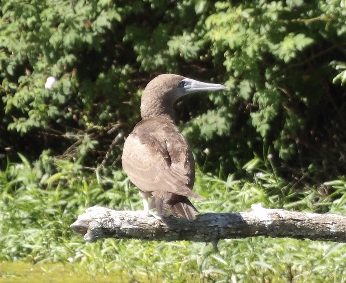 Brown Booby - ML620157820