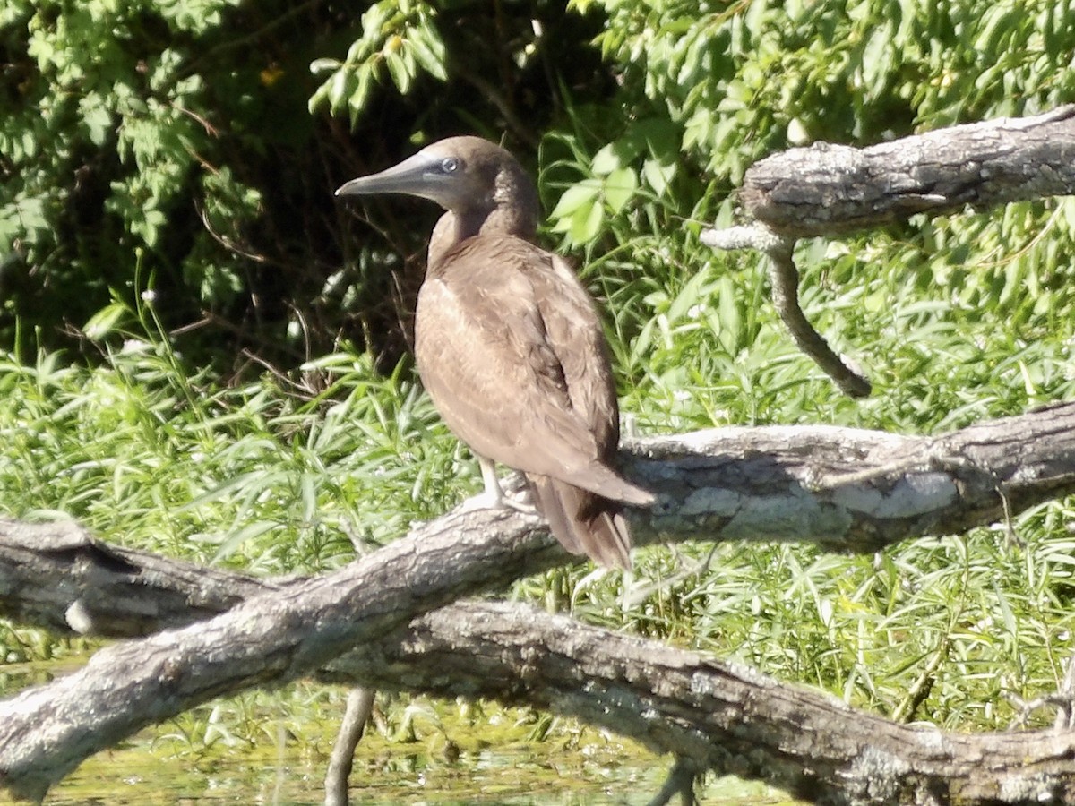 Brown Booby - ML620157821