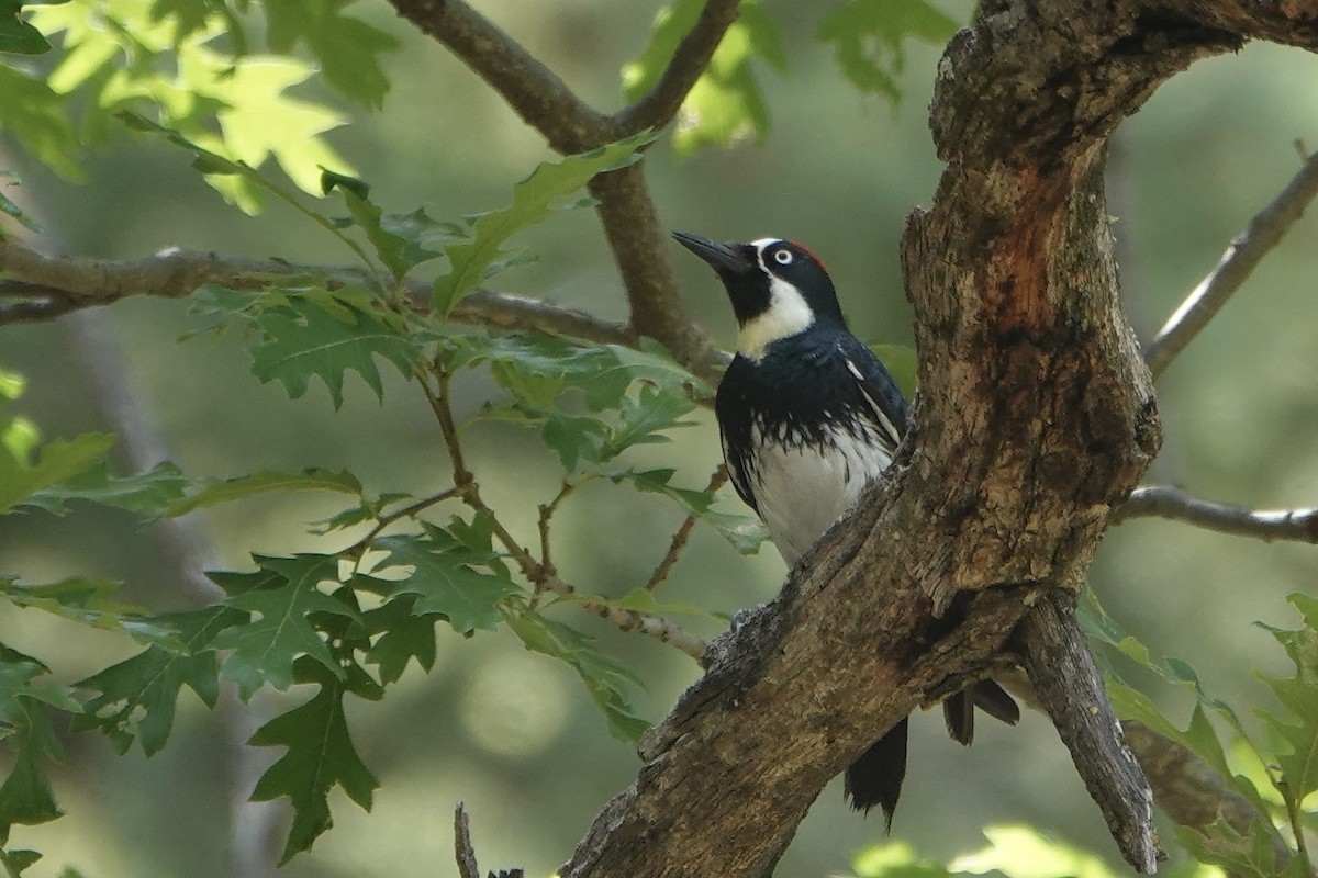 Acorn Woodpecker - ML620157823