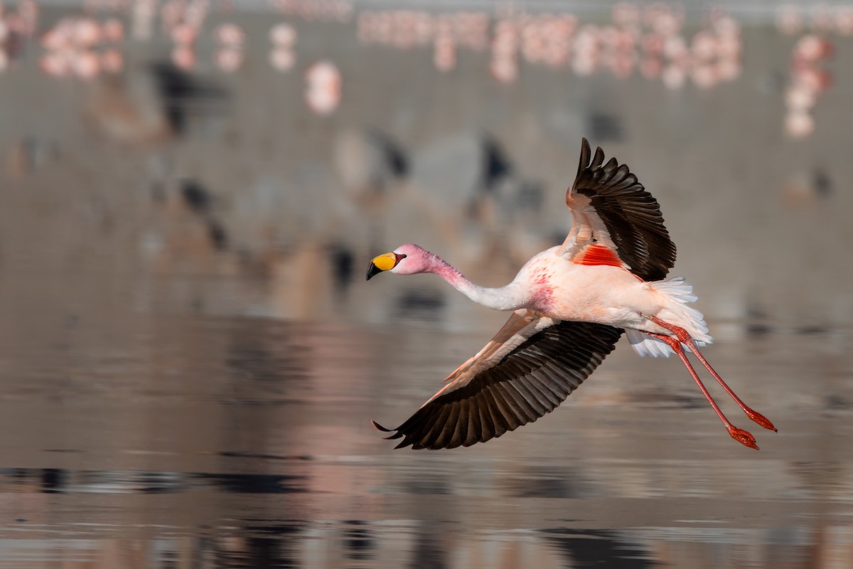 Puna Flamingosu - ML620157824