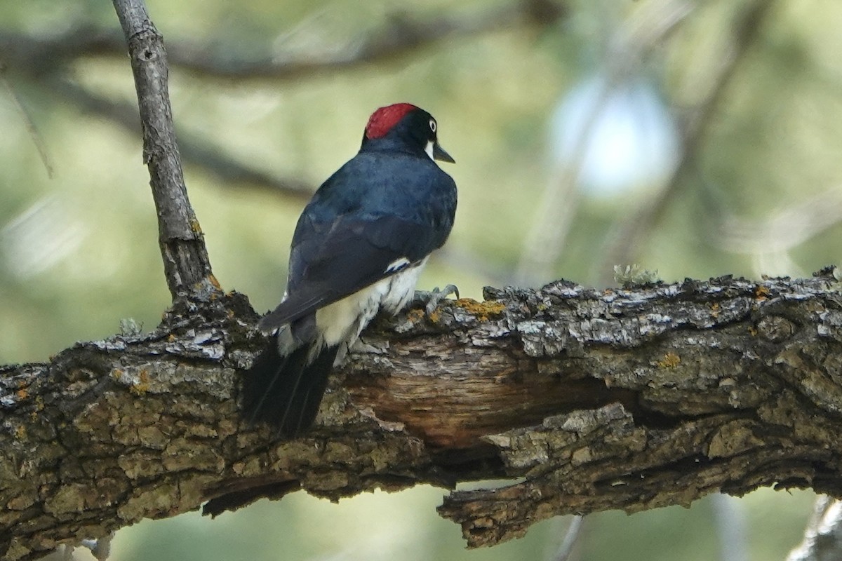 Acorn Woodpecker - ML620157826