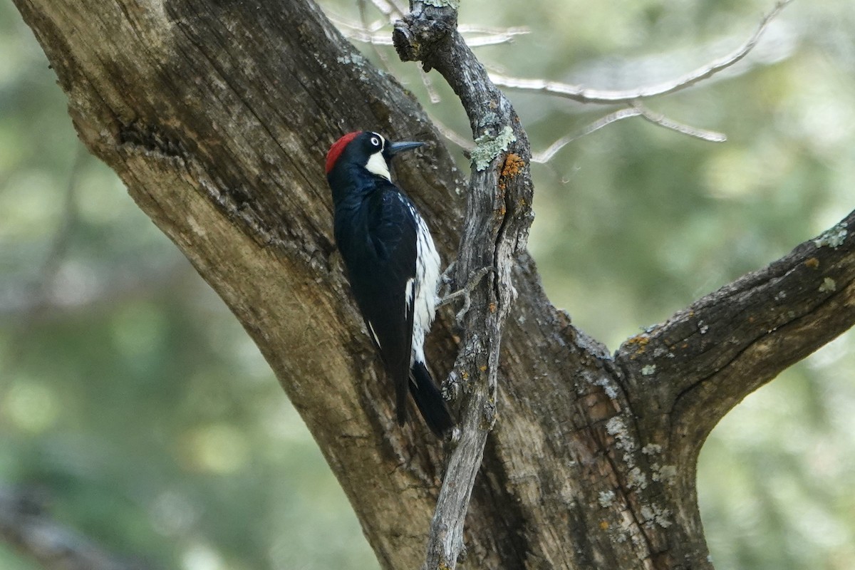 Acorn Woodpecker - ML620157845
