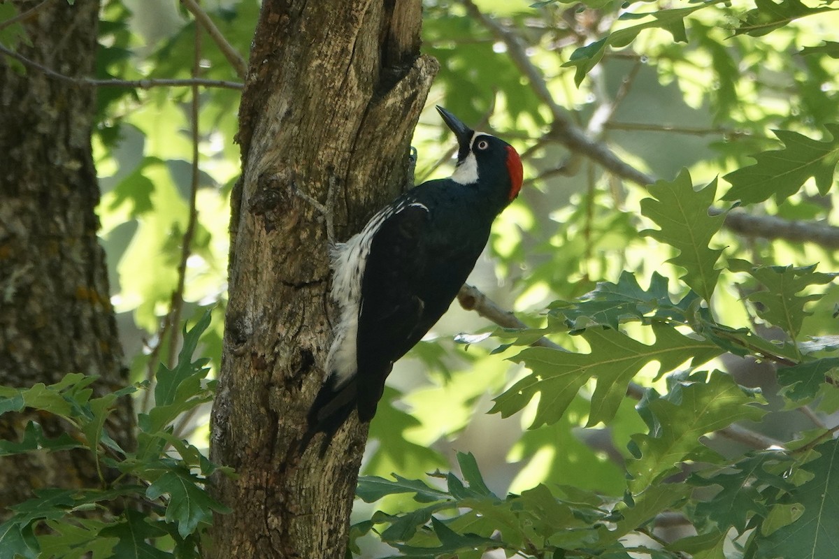 Acorn Woodpecker - ML620157849