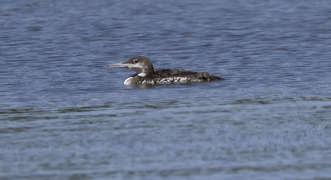 Common Loon - ML620157850