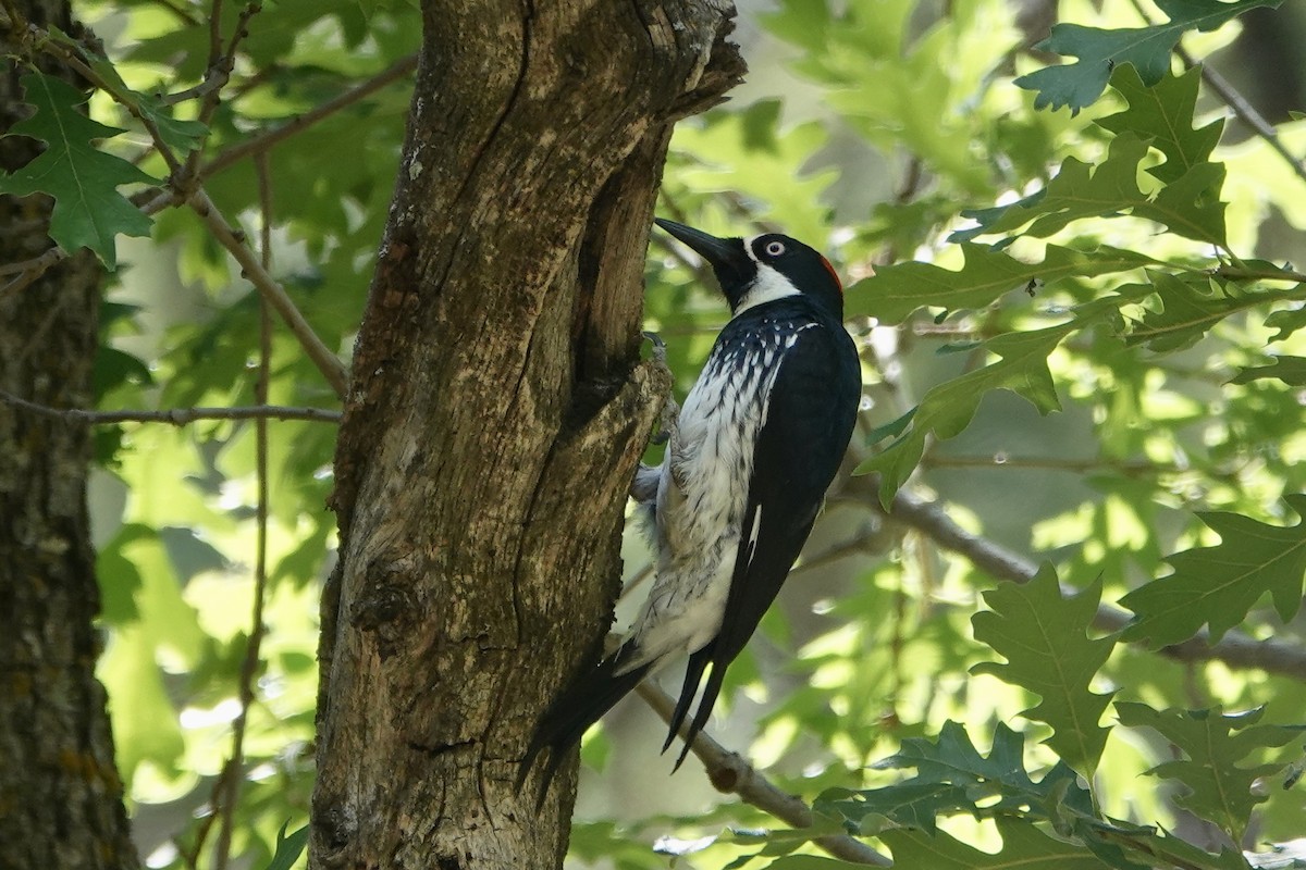 Acorn Woodpecker - ML620157852