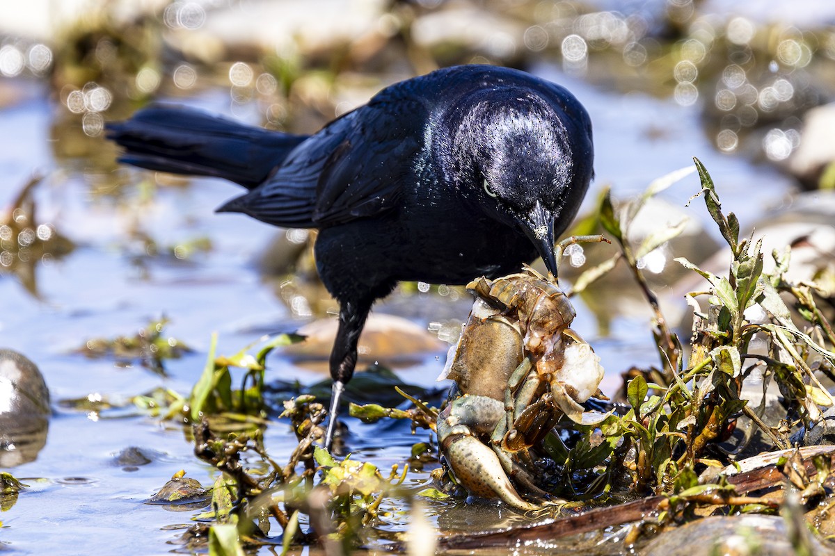 Brewer's Blackbird - ML620157854