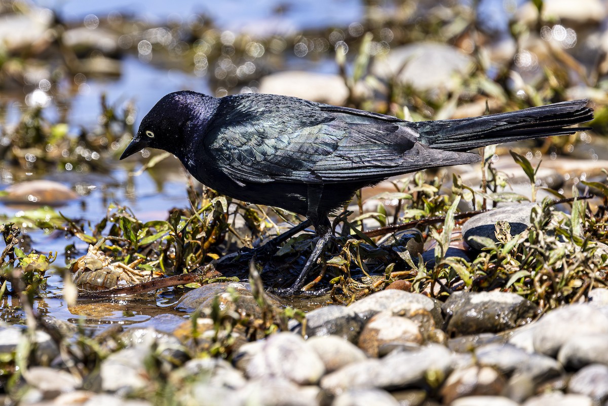 Brewer's Blackbird - ML620157855