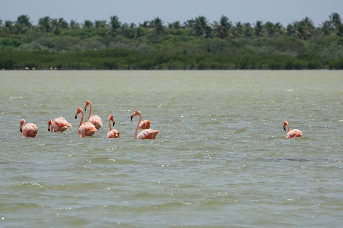 American Flamingo - ML620157873