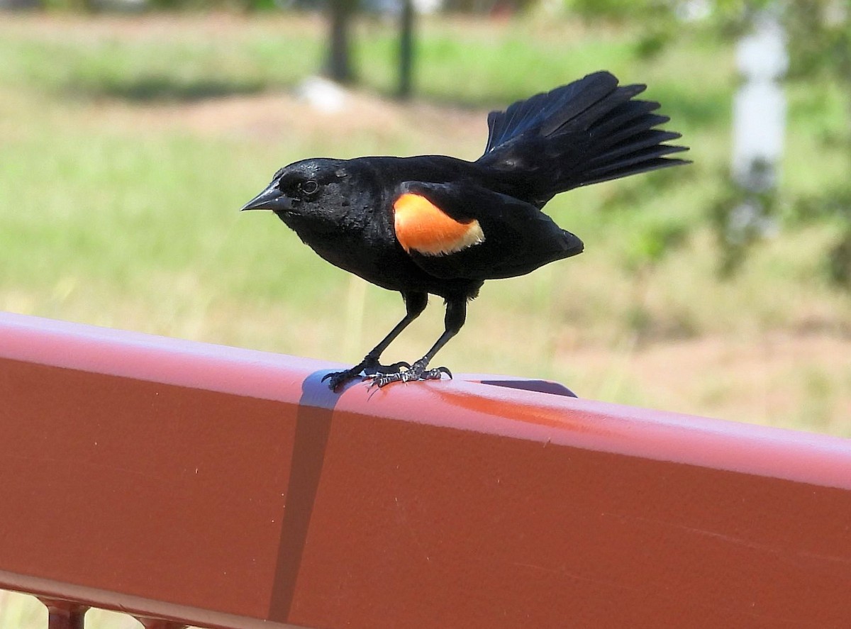 Red-winged Blackbird - ML620157876