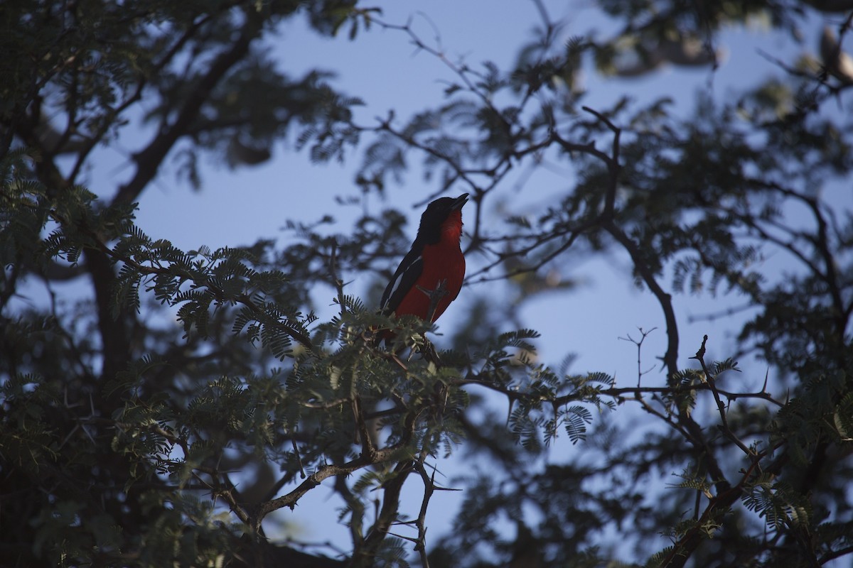 Crimson-breasted Gonolek - ML620157877