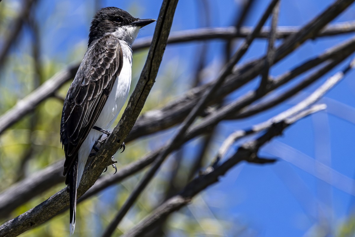 Eastern Kingbird - ML620157880