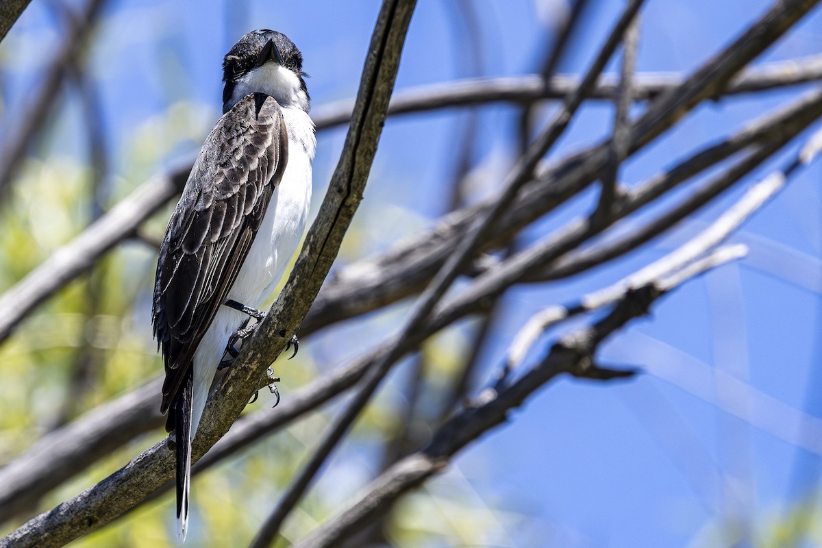 Eastern Kingbird - ML620157884