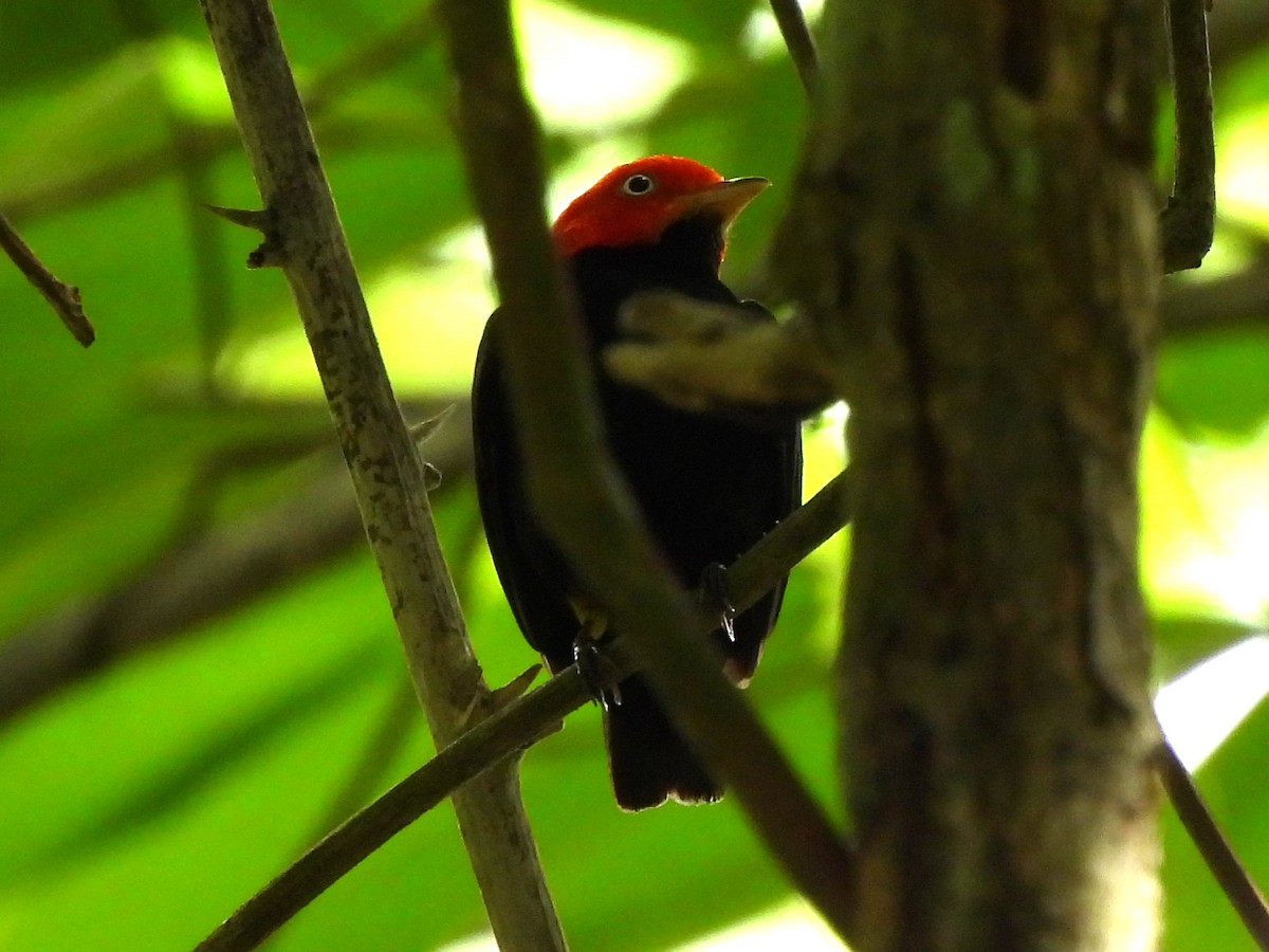 Red-capped Manakin - ML620157886